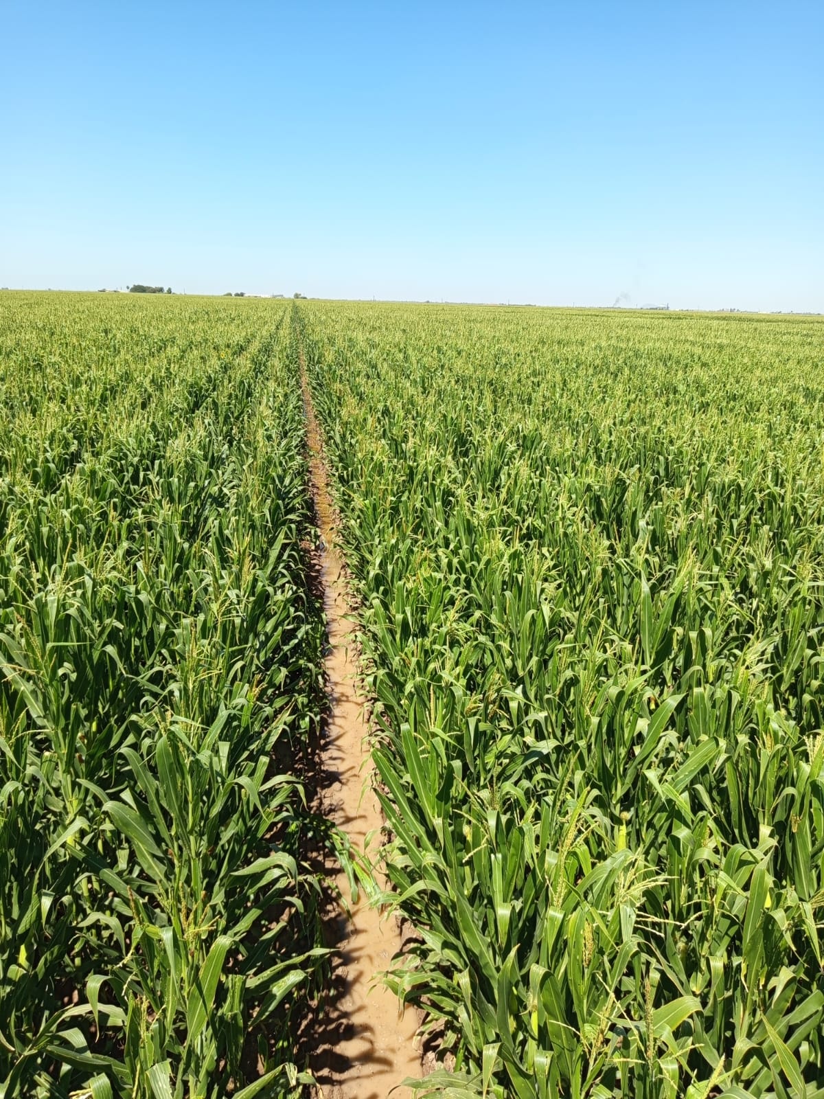 campo con vegetacion
