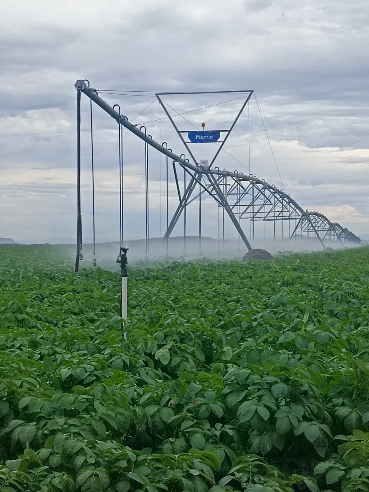 Riego de campo con vegetacion