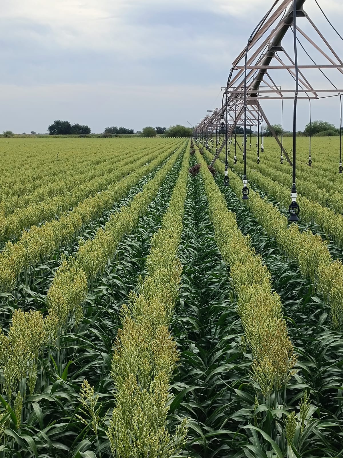 campo verde, se ha producido vegetacion